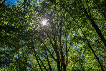 Fototapeta na wymiar forest trees. nature green wood sunny background