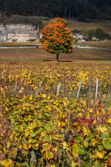 vignes en automne en bourgogne