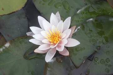 Waterlily white with waterdrops on it.