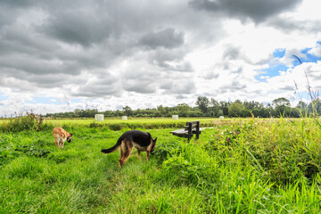 Sniffing dogs in long grass at wooden bench in Loefbos nature reserve with views of polder...