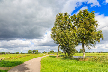Fototapeta na wymiar Dutch polder landscape in summer with green meadows with in the hard storm bending birch trees along a bike path to the horizon against a background of scattered clouds and blue spots