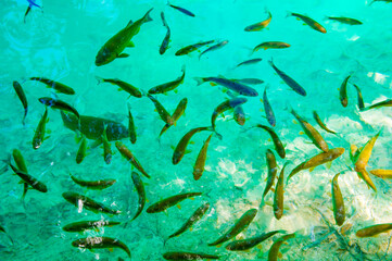 It's Small fish swims in the water