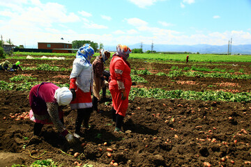 Female farmers planting in the farm