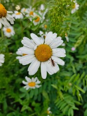 daisies in a garden