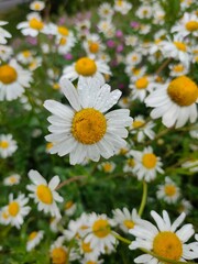 daisies in a garden