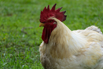 Very large white rooster