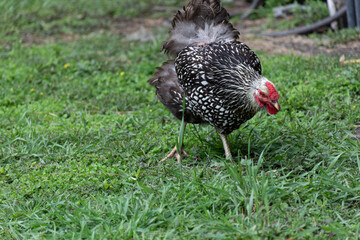 Black and white backyard chicken hunting for food.
