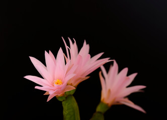 Easter cactus that beautifies with its pink flowers