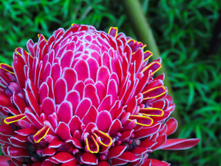 Pink torch ginger flowers against a green leaf background.