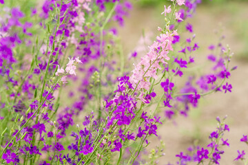 Obraz premium Purple and pink wildflowers. Summer photo
