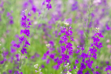 Obraz premium Purple and pink wildflowers. Summer photo