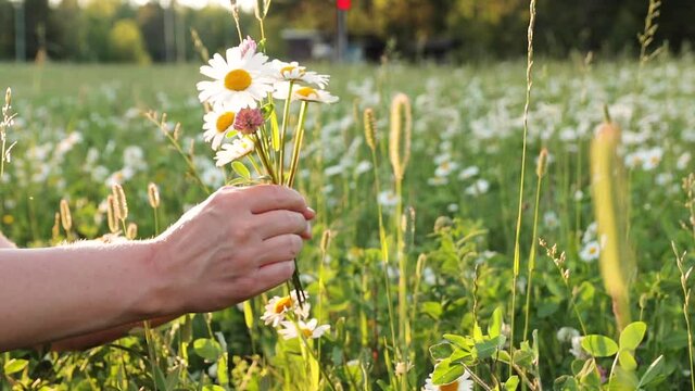 Close-up of a Swedish woman collecting midsummer flowers (daisy ,kl&ouml;ver ) ,  (pr&auml;stkrage) for Midsommar dagen at the sunset in a green field .