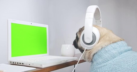 Cute pug dog wearing headphones studying online from home watching web class lesson or listening tutor by video call elearning on pandemic isolation. Fun concept of pet remote education. Green screen
