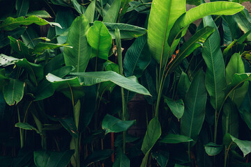 tropical leaves, dark green foliage, abstract nature background