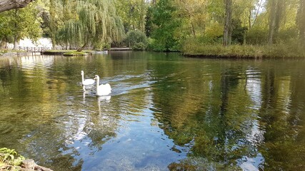 Fototapeta premium ducks on the lake