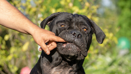 cane-corso pies czarna zwierzak  © Sylwester Cieciura