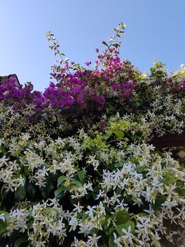 lilac flowers in the garden
