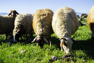 Herd of sheep to pass in mountains