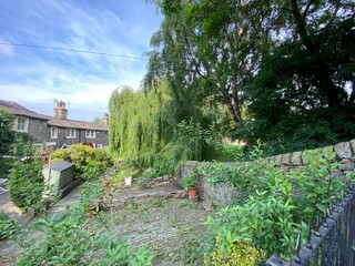 Willow tree and old trees near to cottage gardens in, Heaton, Bradford, UK