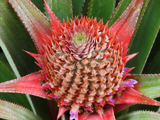 Red pineapple with surrounding green leaves.