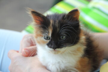 Little cute tricolor white-black-brown kitten with white moustache and gray eyes sitting on hands