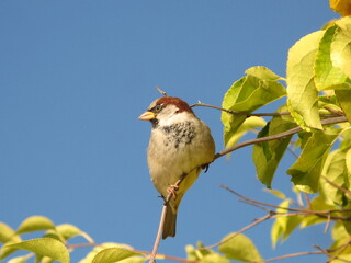 House sparrow (Passer domesticus) perched on a tiny tree branch with green - yellow leaves under totally blue sky, Helsinki, Finland