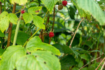 Raspberries on a bush.