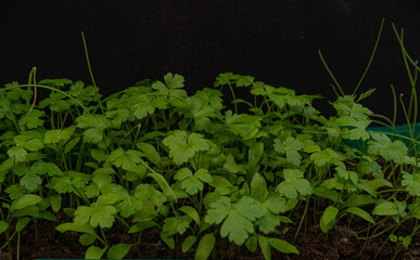 young and fresh herbs with dew drops. Green parsley with drops on the leaves. Wet parsley.