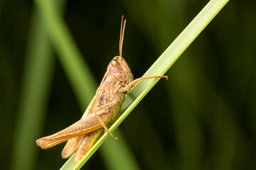 Brown grasshopper on a green leaf of grass. Macro photo.