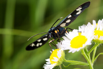 Black white butterfly (Amata nigricornis) on a flower. Close-up.