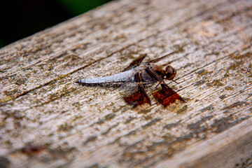 Dragonfly