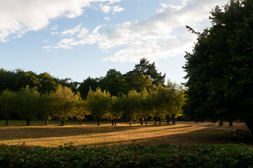 trees in the park (Sunset)
