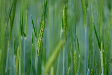 young green rye in a field macro.  Secale Cereale
