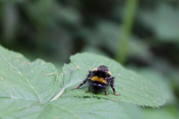 macro of a bumblebee