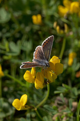 Obraz na płótnie Canvas A Brown Argus Butterfly nectaring on Horseshoe Vetch.