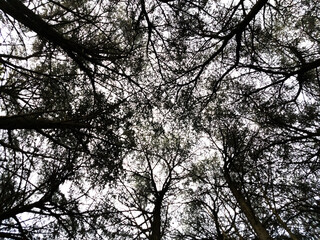 A group of dry trees, observed from the bottom up, with the branches dense and intertwined with each other, the light of the white sky that penetrates between the branches, all forming a pattern