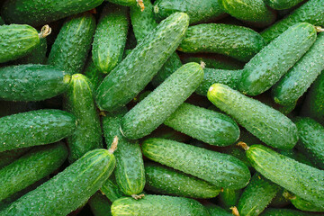 fresh cucumbers in the market