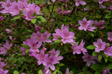 Pink small hydrangea for large beautiful flowers