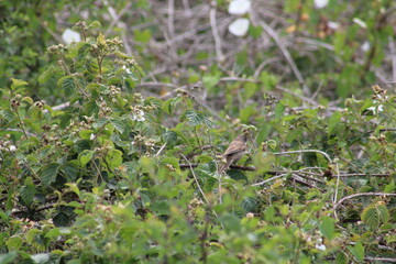 bird on branch