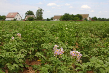 Potato field with flowering bushes on a summer day against the background of village houses on the horizon, a vegetable garden, farming in Russia