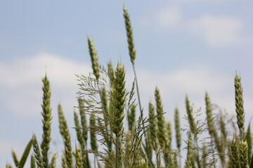 Green wheat ears close up against a blue sky with clouds, rural landscape  on summer day