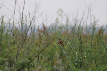 bird in the grass