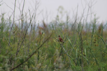 bird in the grass