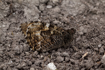 A Duke of Burgundy Butterfly perched on a green leaf.