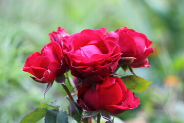 Wild red roses close-up on outdoor garden on a summer day, country gardening