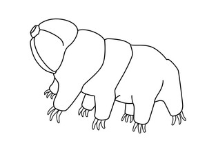 Tardigrades - vector linear picture for coloring with a microscopic animal. Tardigrades or small water bears are very small invertebrates. Eutardigrada. Outline. Hand drawing.