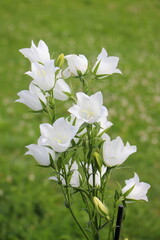 Beautiful white bells flowers in the field on a summer day, wild flowers outdoor