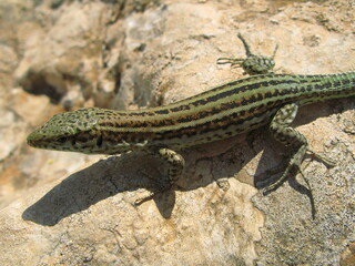 The Ibiza wall lizard (Podarcis pityusensis) on grey rock, Ibiza, Spain