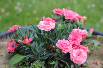 Beautiful pink flowers daisies in a flower bed on a summer day, country gardening outdoor