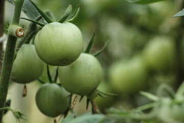 Natural unripe fresh green tomatoes on a branch on summer day close up, fresh homemade vegetables, healthy food